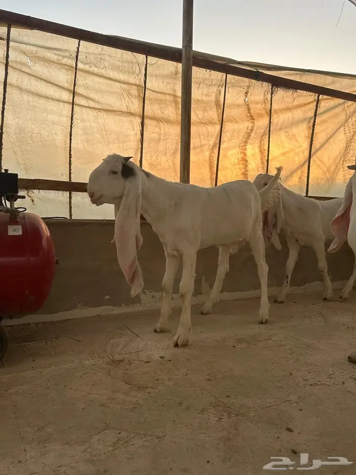 جفار مطوره العدد 10 خصم الخصم 0