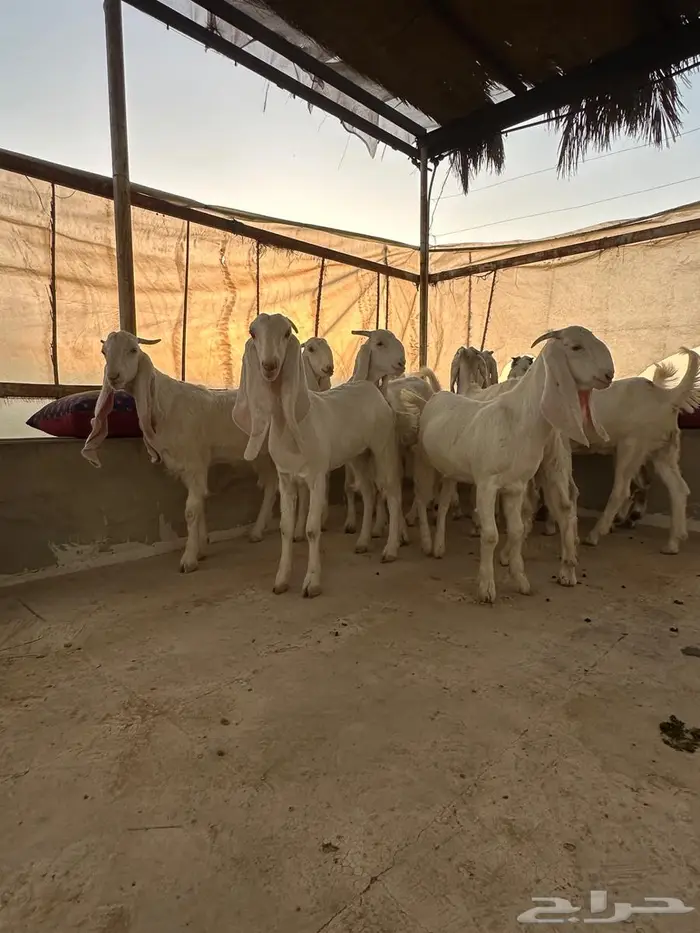 جفار مطوره العدد 10 خصم الخصم 2