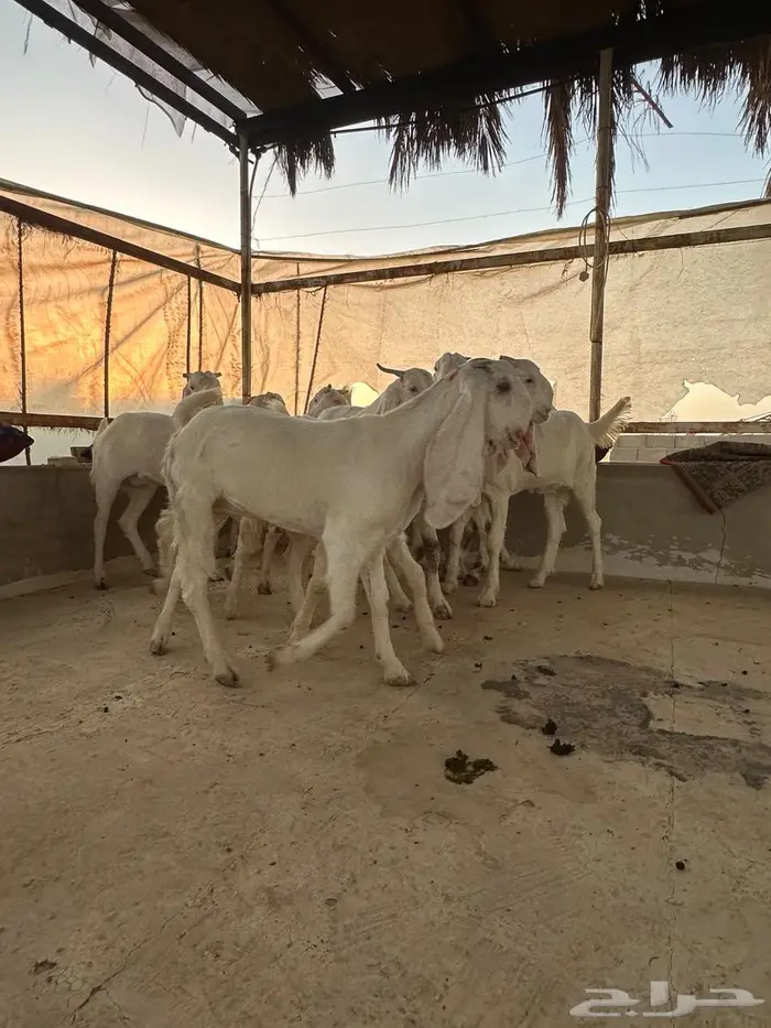 جفار مطوره العدد 10 خصم الخصم 6