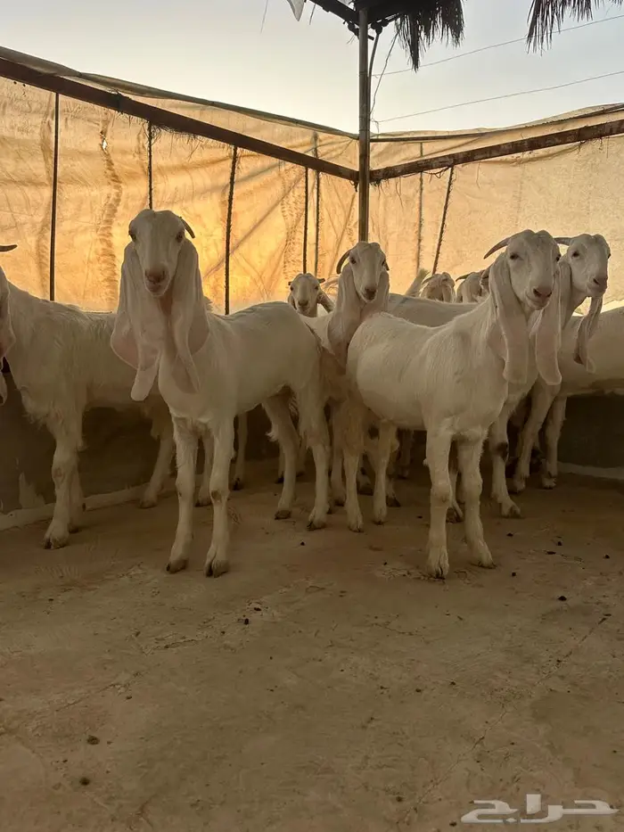 جفار مطوره العدد 10 خصم الخصم 4