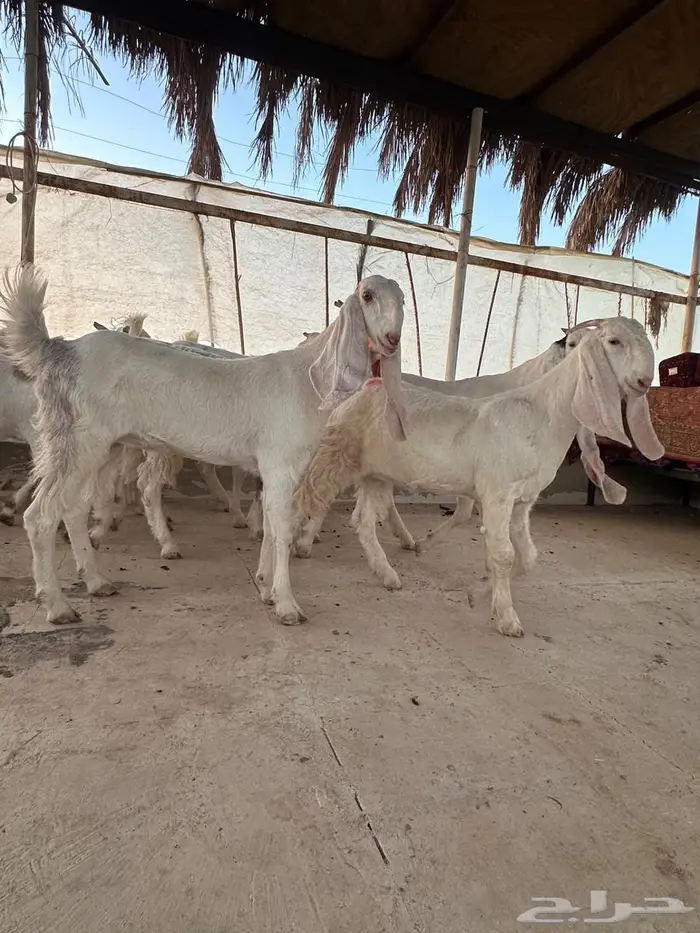 جفار مطوره العدد 10 خصم الخصم 7