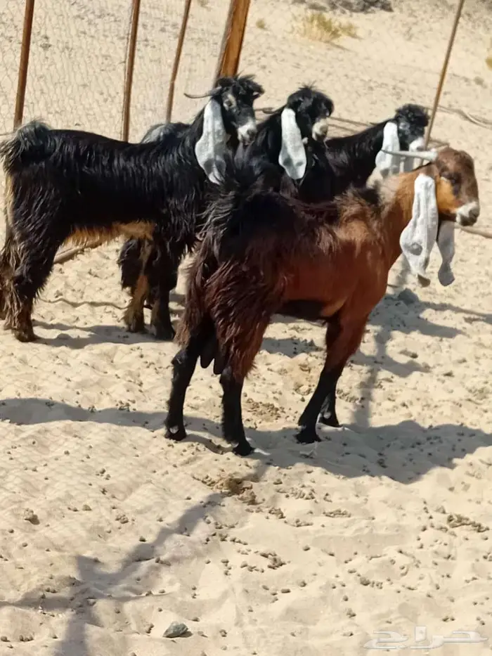 فحول عوارض جذعات صنف الصنف 0