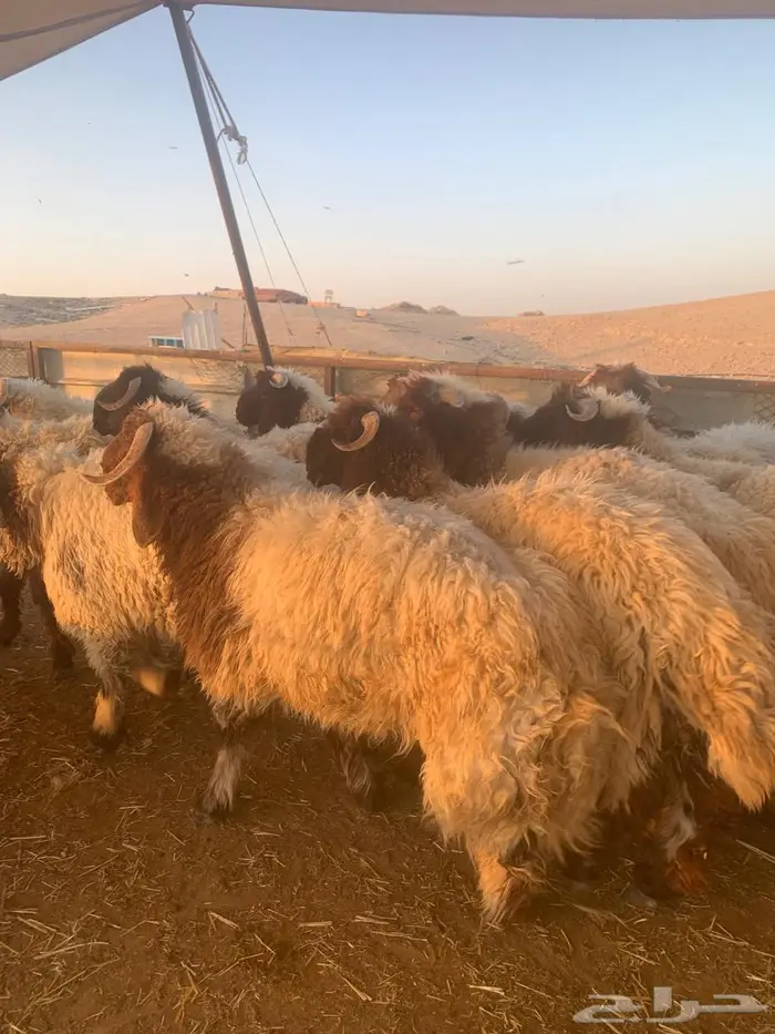 ذبيحتي للذبايح نعيمي كناور وحري وسطي 0
