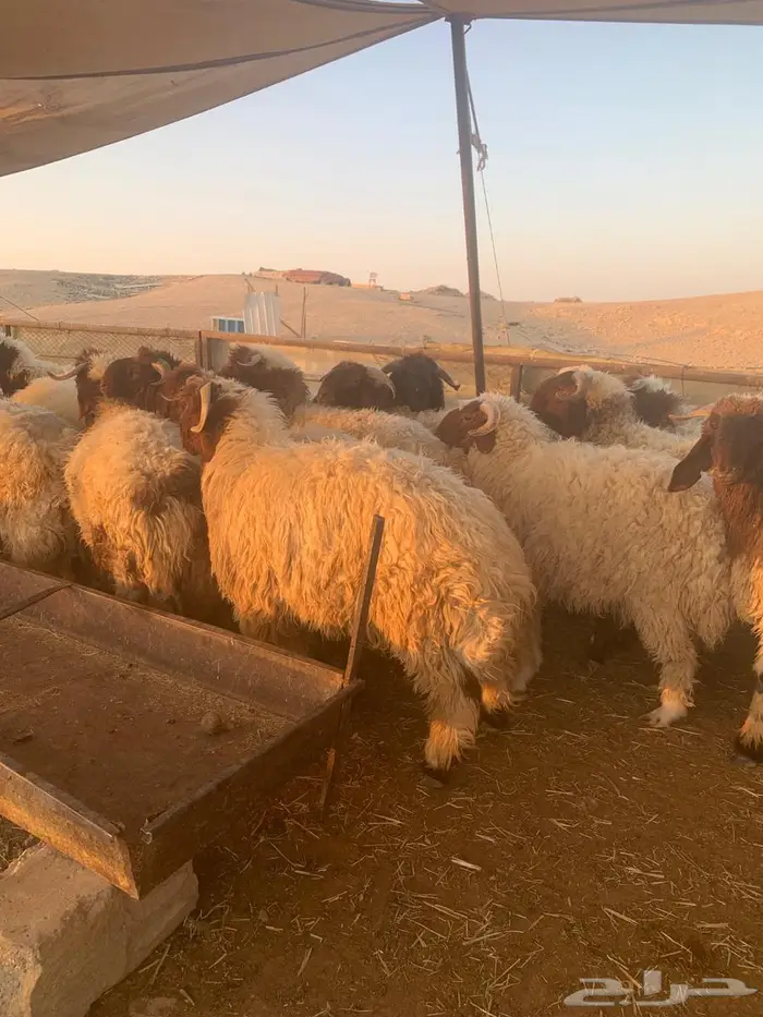 ذبيحتي للذبايح نعيمي كناور وحري وسطي 1