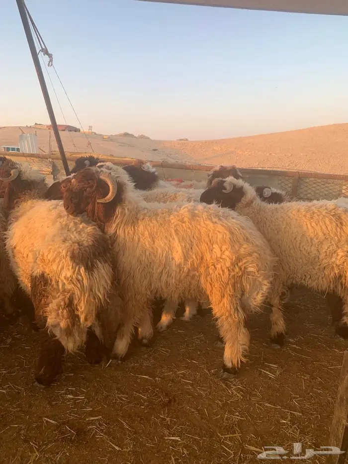 ذبيحتي للذبايح نعيمي كناور وحري وسطي 3