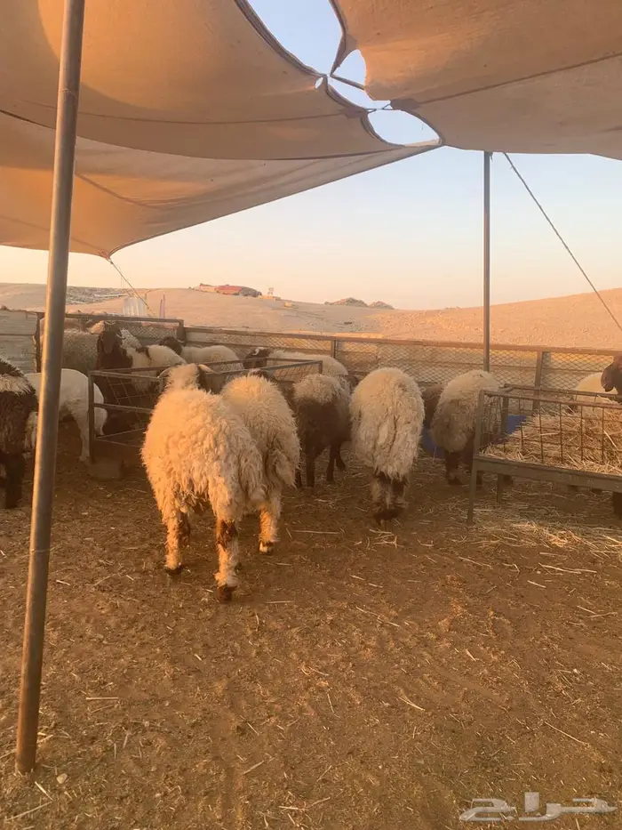 ذبيحتي للذبايح نعيمي كناور وحري وسطي 6