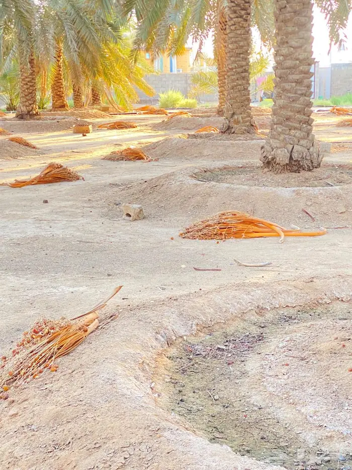 علف قنيان التمر للغنم 2