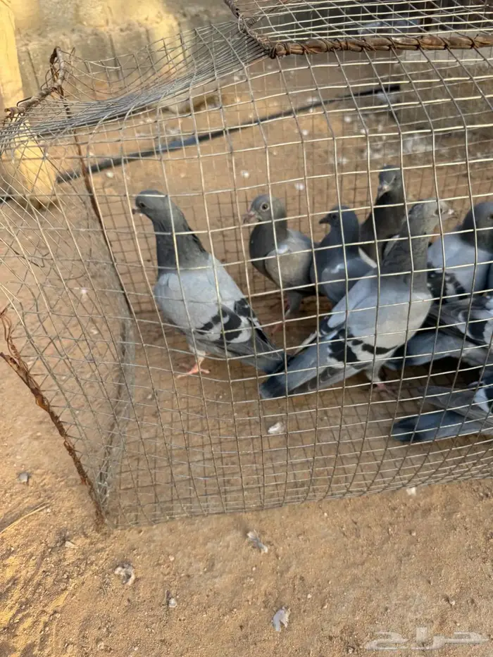 فراخة زاجل 1