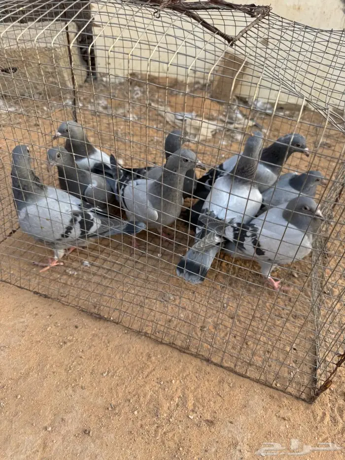 فراخة زاجل 4
