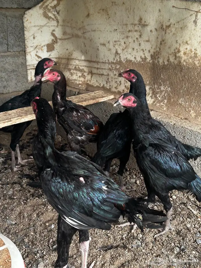 فروخ سندي (تم البيع) 1