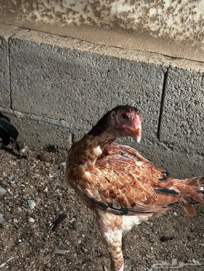 فروخ سندي (تم البيع) 3