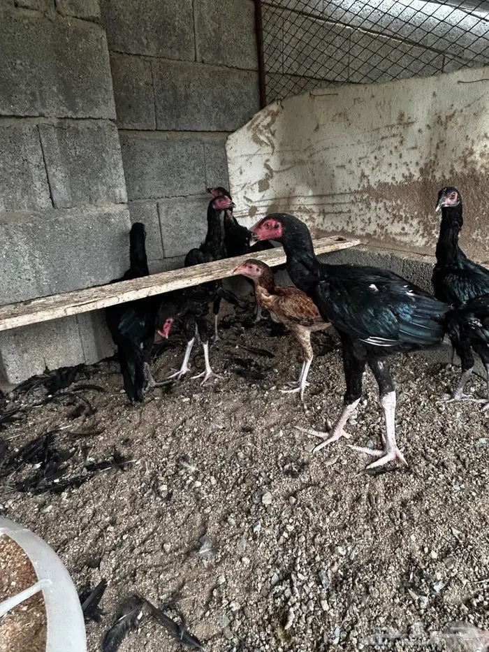 فروخ سندي (تم البيع) 2