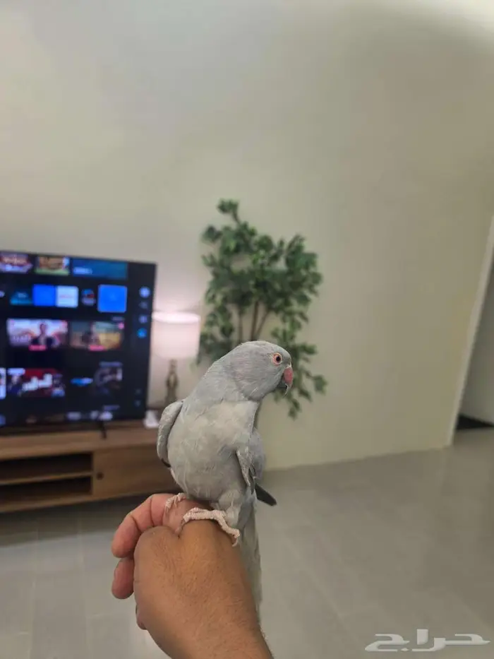 دره اليفه هولندي 1