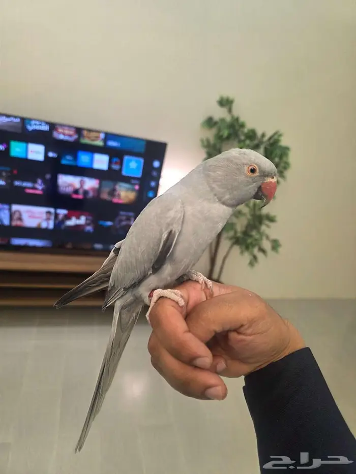 دره اليفه هولندي 3
