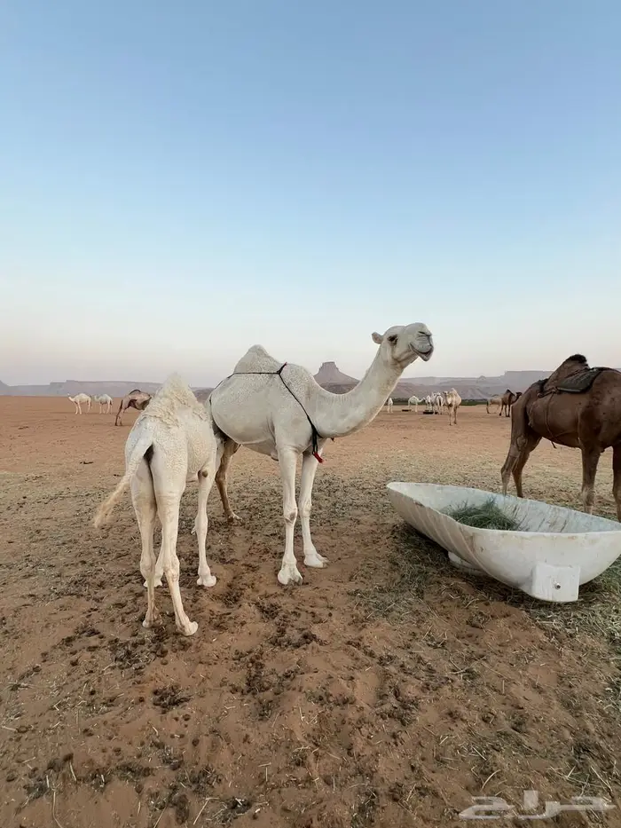 للبيع بكر كفو مشروطه من جميع العذاريب 1