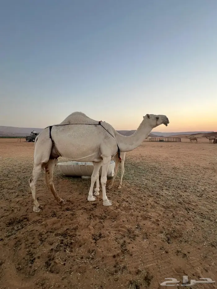 للبيع بكر كفو مشروطه من جميع العذاريب 0