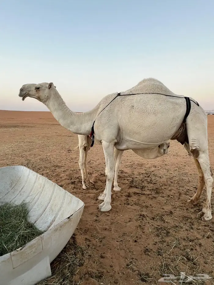 للبيع بكر كفو مشروطه من جميع العذاريب 2