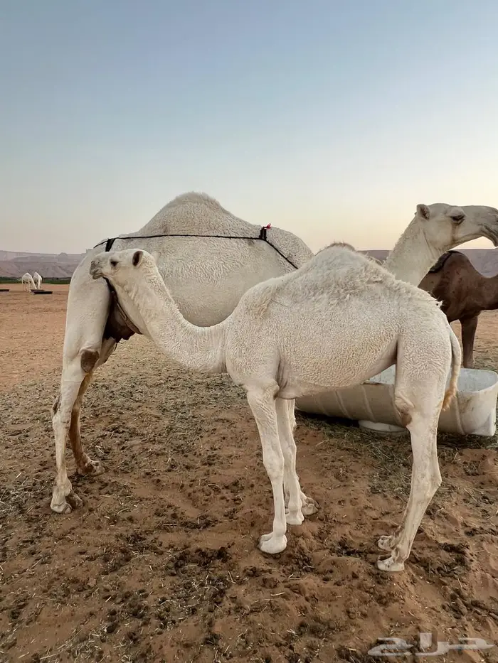 للبيع بكر كفو مشروطه من جميع العذاريب 3