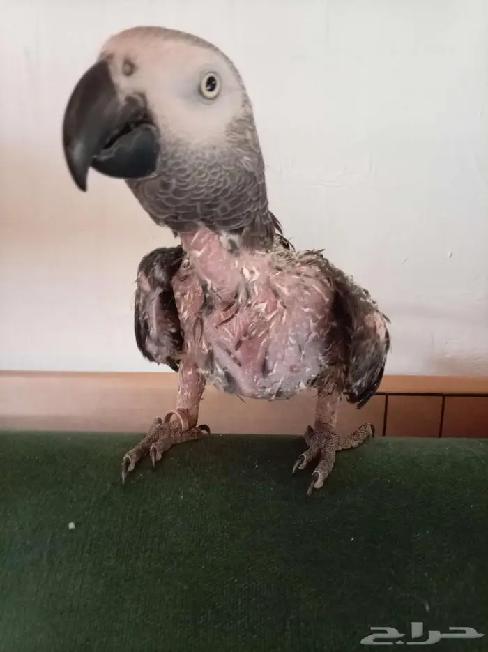 انثي كاسكواليفةمتكلمةمحللةبشهادةبيع او بدل بامازوني 6