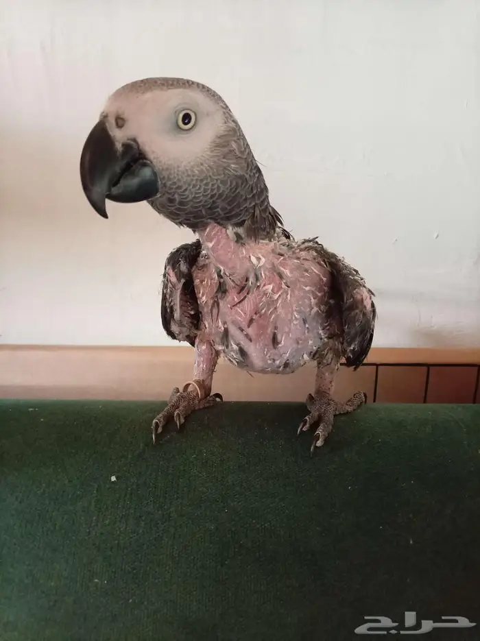 انثي كاسكواليفةمتكلمةمحللةبشهادةبيع او بدل بامازوني 7