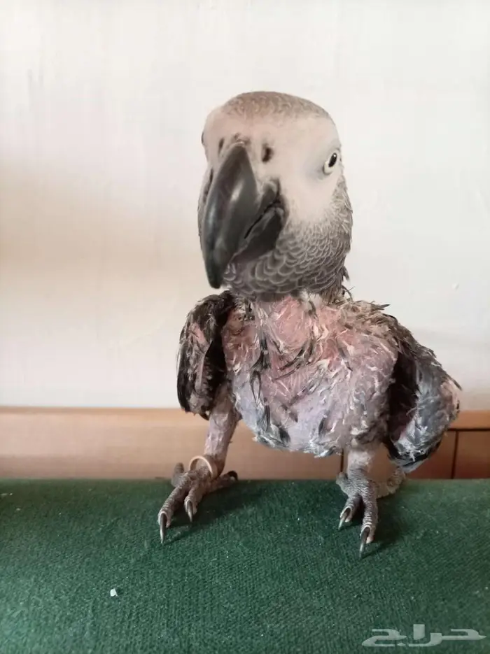 انثي كاسكواليفةمتكلمةمحللةبشهادةبيع او بدل بامازوني 5