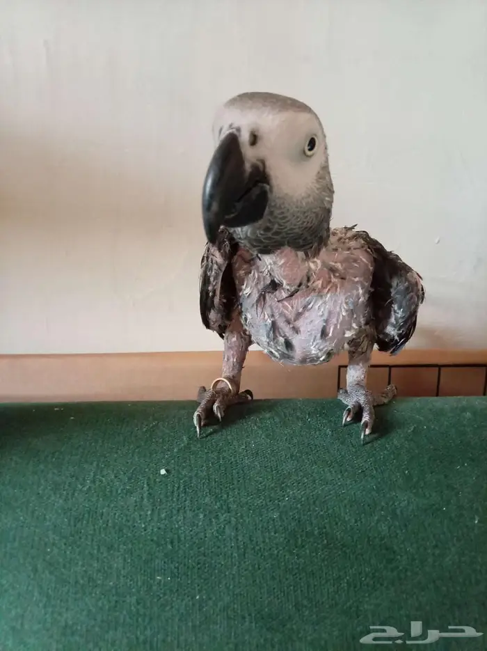 انثي كاسكواليفةمتكلمةمحللةبشهادةبيع او بدل بامازوني 8