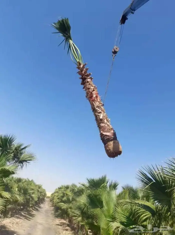 نخل واشنطونياء واشنطونيا 12