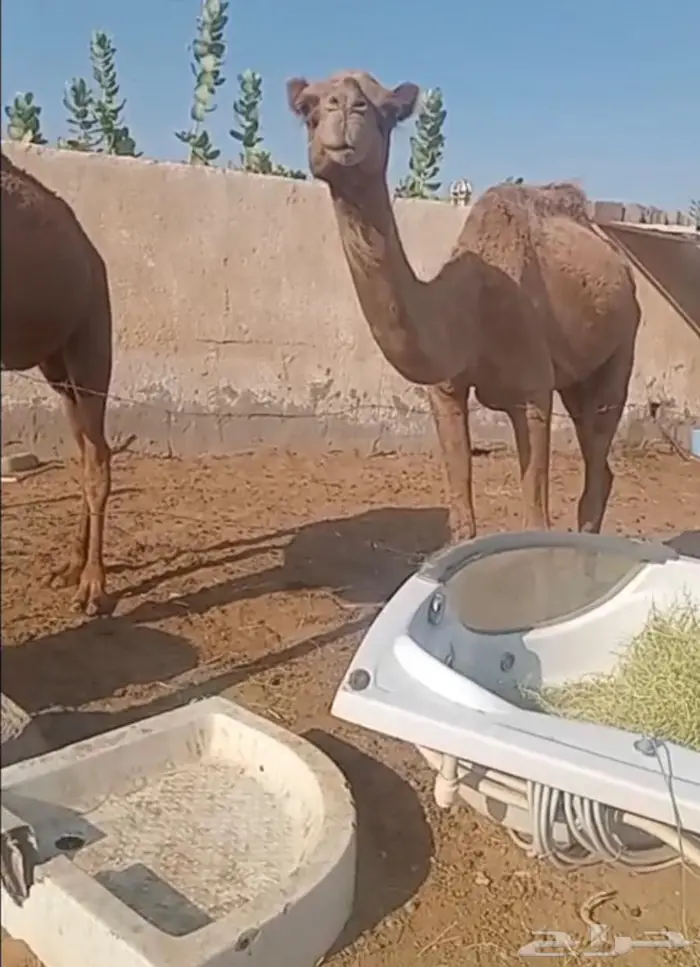 ناقه للبيع 0