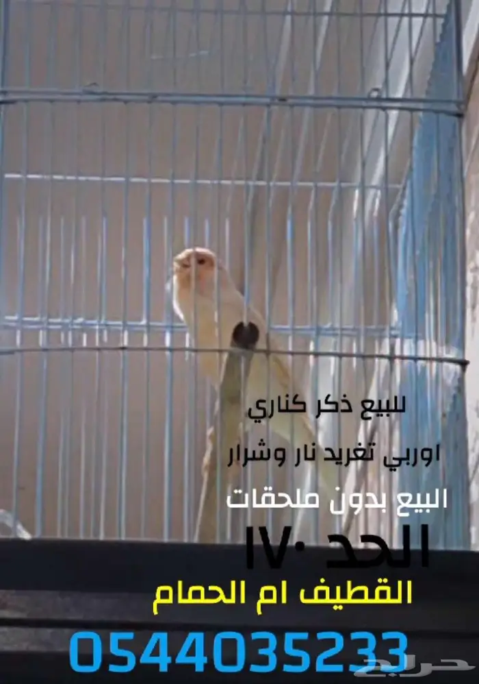 كناري اوربي تغريد نار وشرار 0