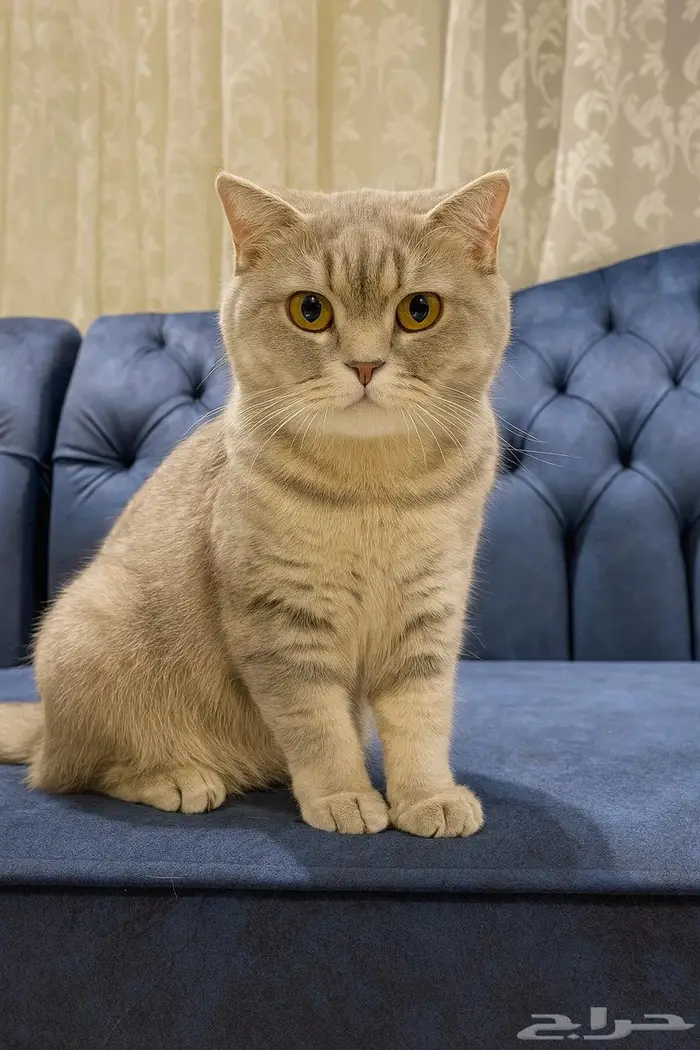 قطوه بريتيش شورت انثى للبيع 0