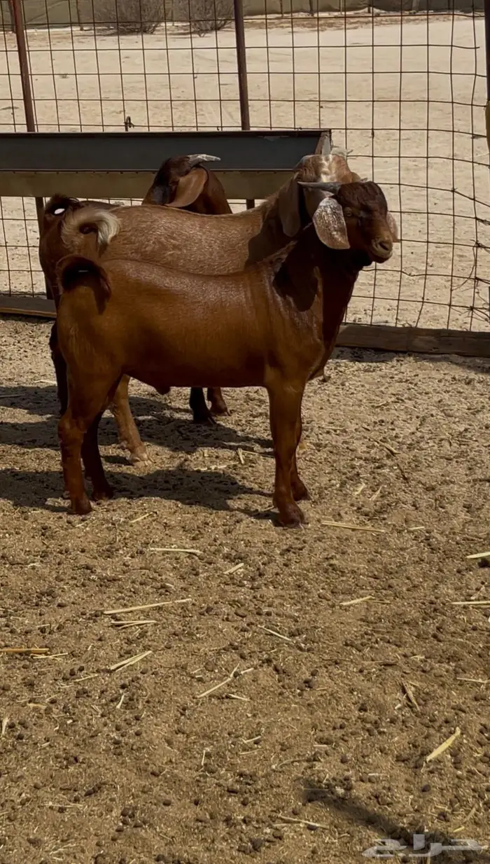 مشاريع فحول عيال كلهاري فواخر فرصه للقناي 9