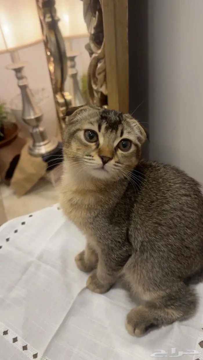 للبيع انثى سكوتش فولد 3