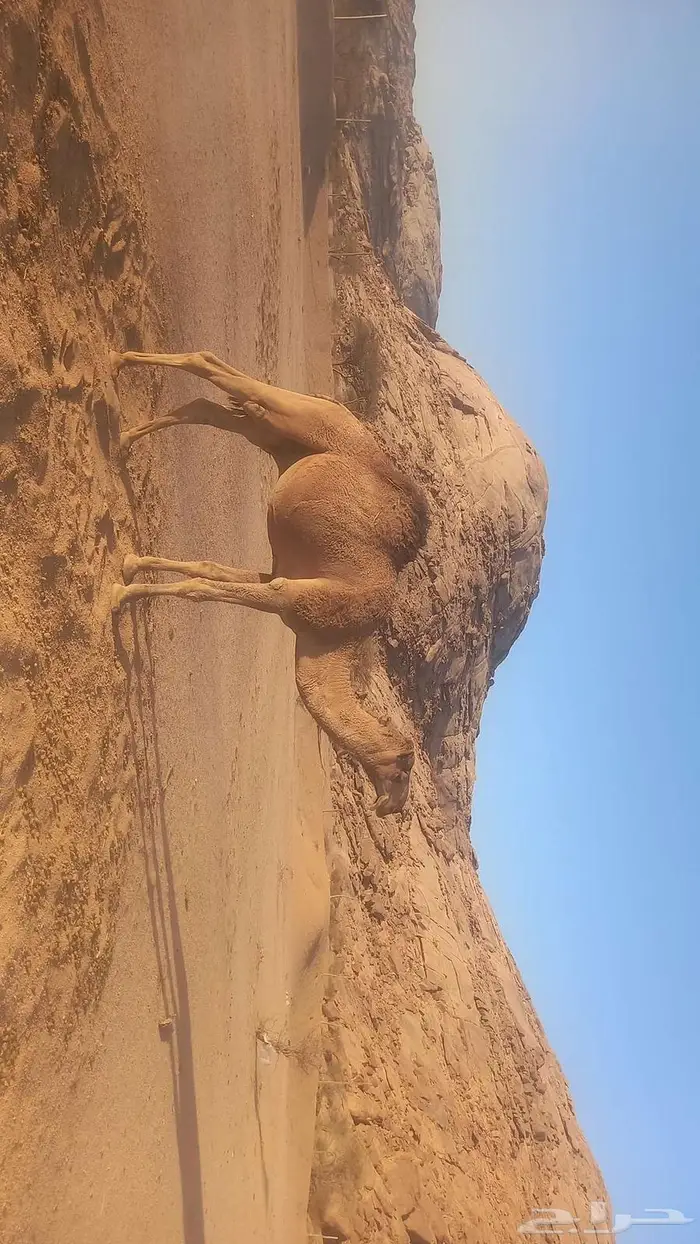 قعود طيب للبيع 0