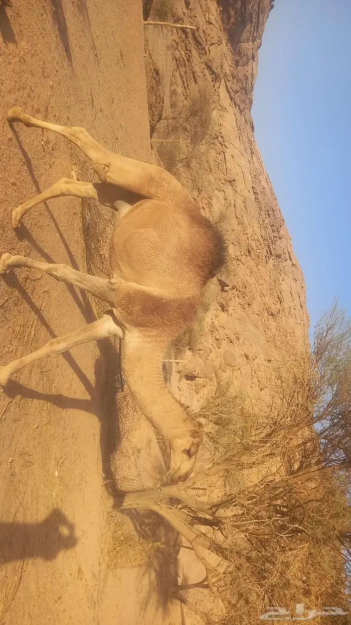 قعود طيب للبيع 1