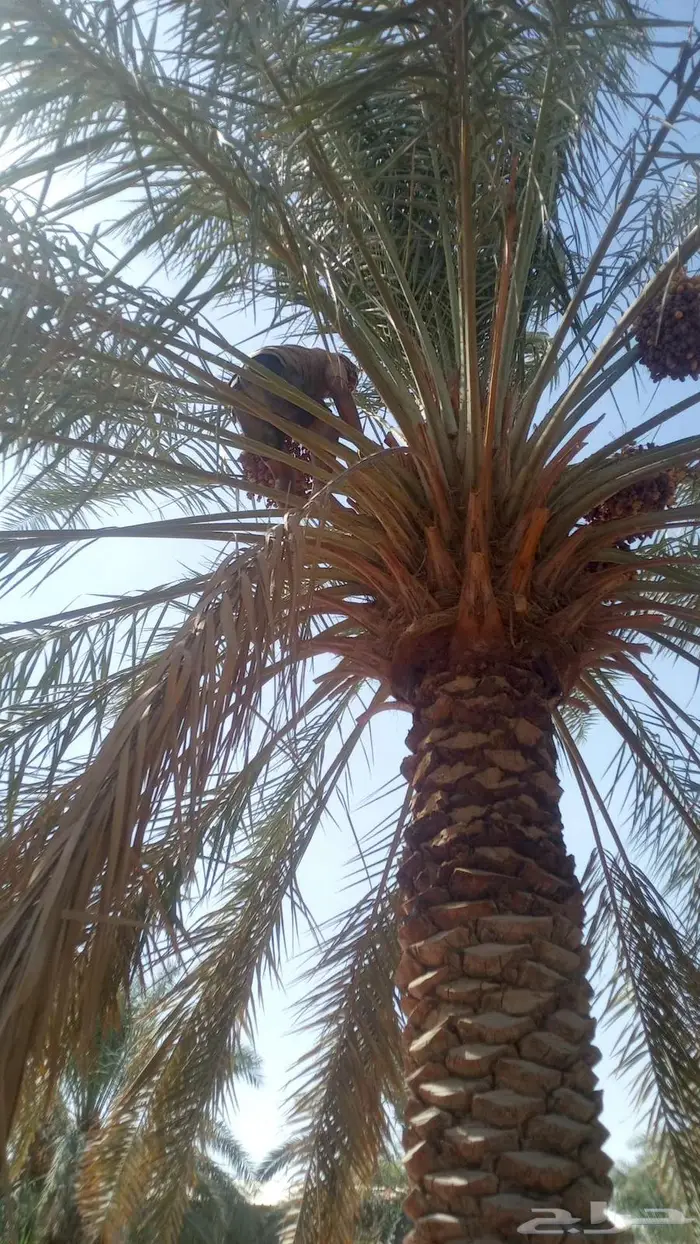 الاحساء العيون 1
