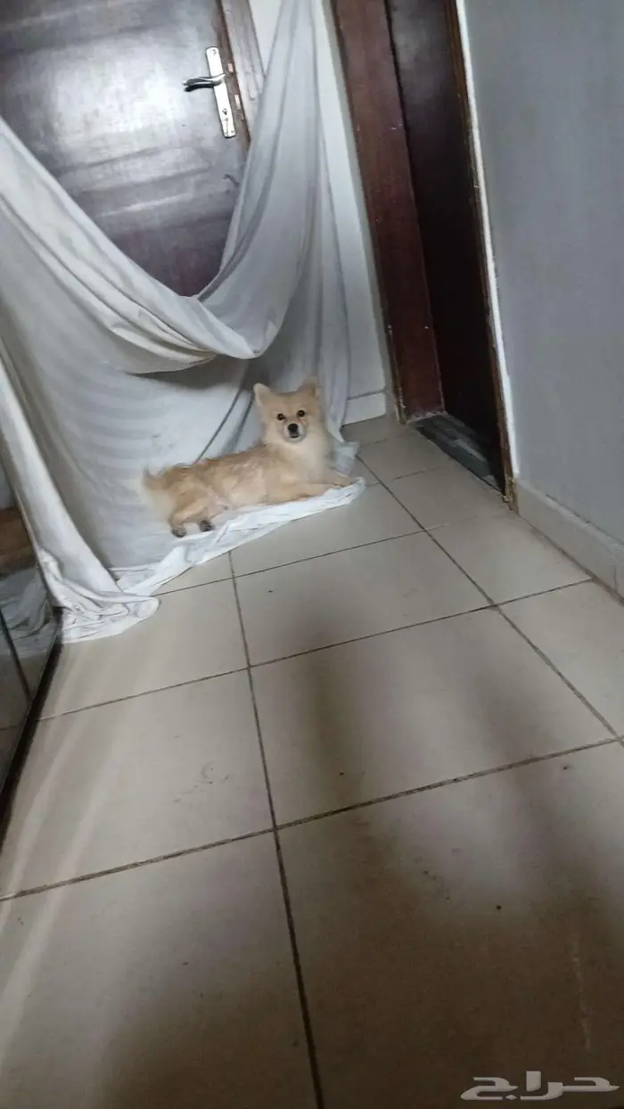 كلب للبيع وفي مروحه 0