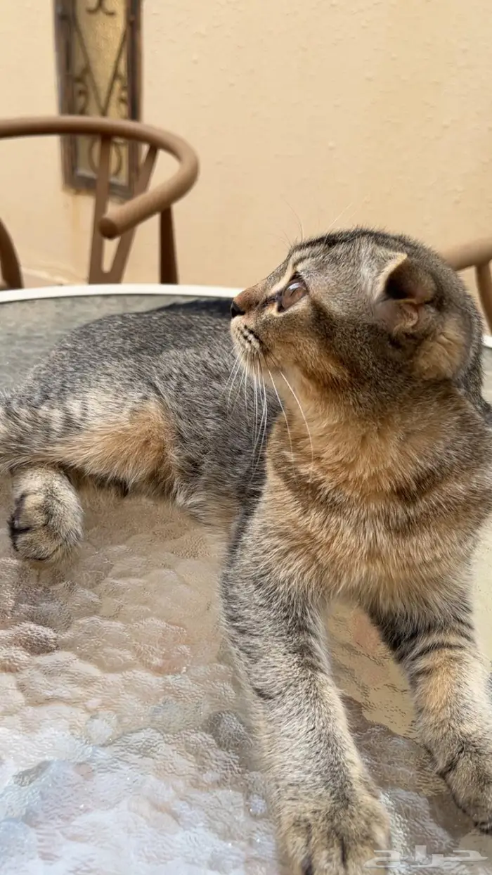 للبيع انثى سكوتش فولد 7