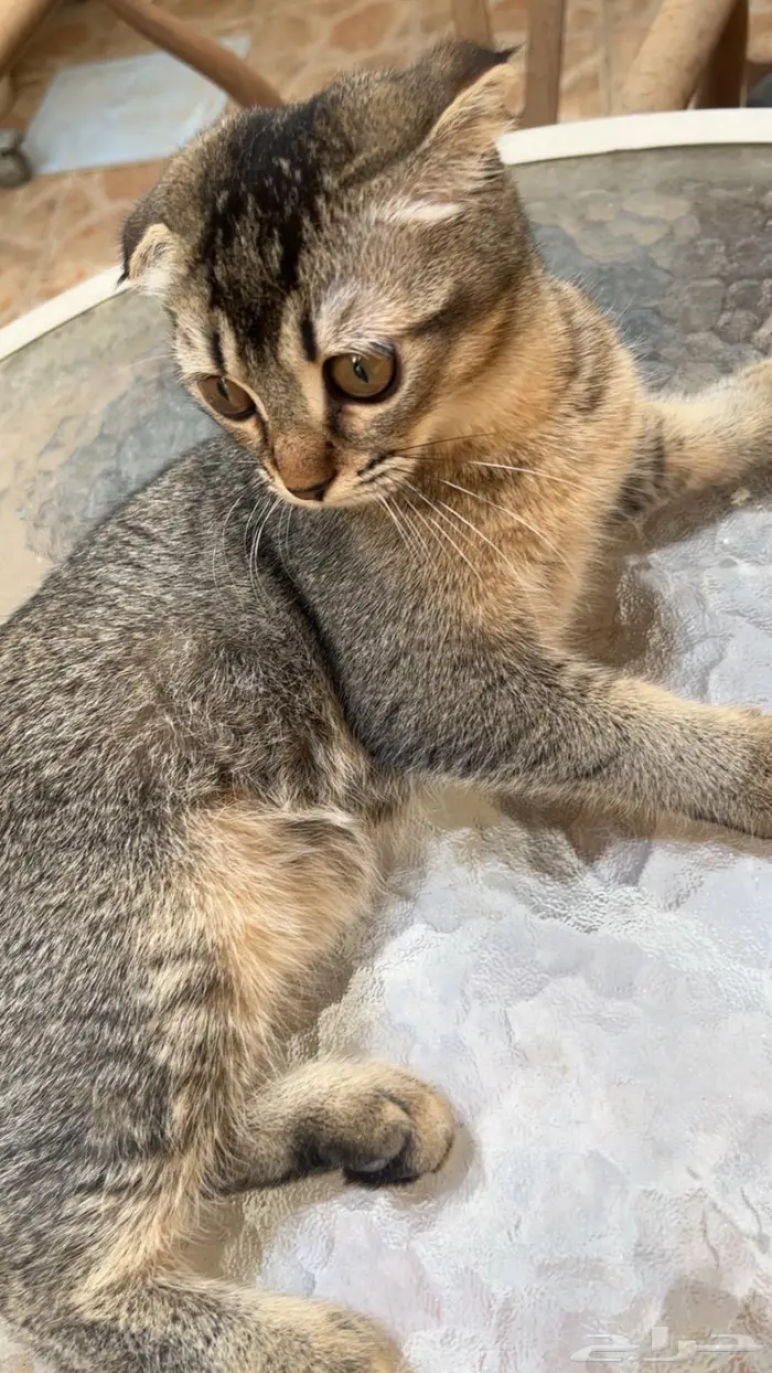 للبيع انثى سكوتش فولد 5