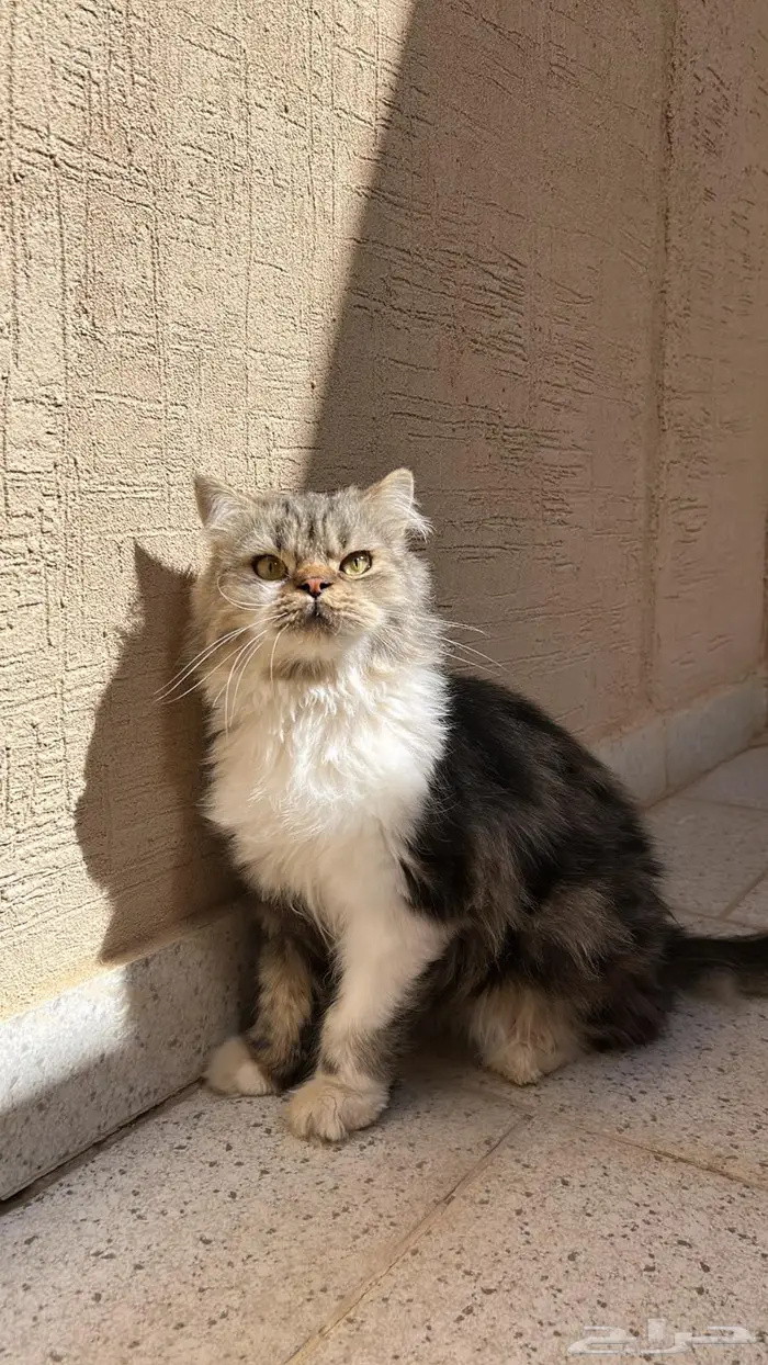 قط ذكر لتبني 0