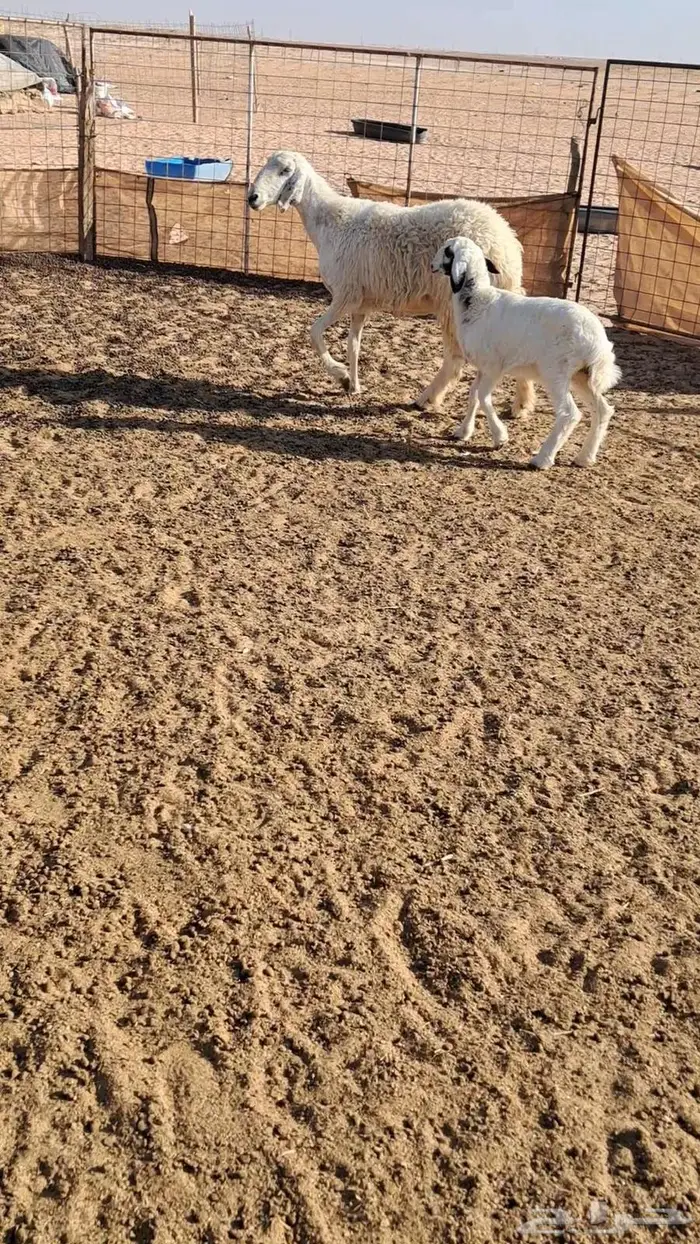 حريه مطفل معهاء رخل 1