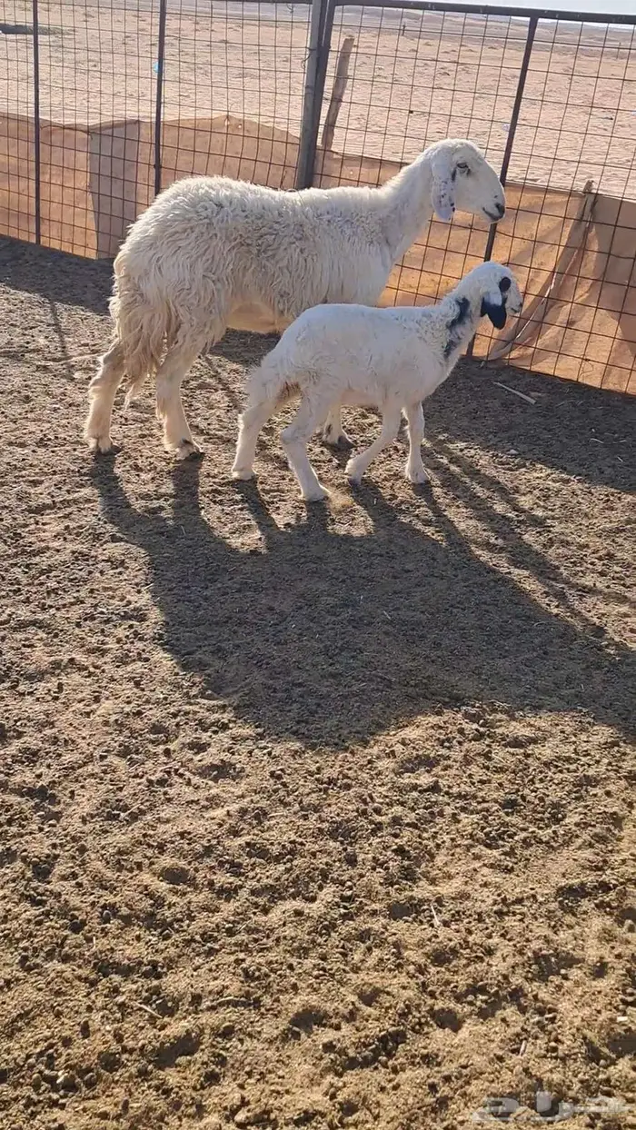 حريه مطفل معهاء رخل 5