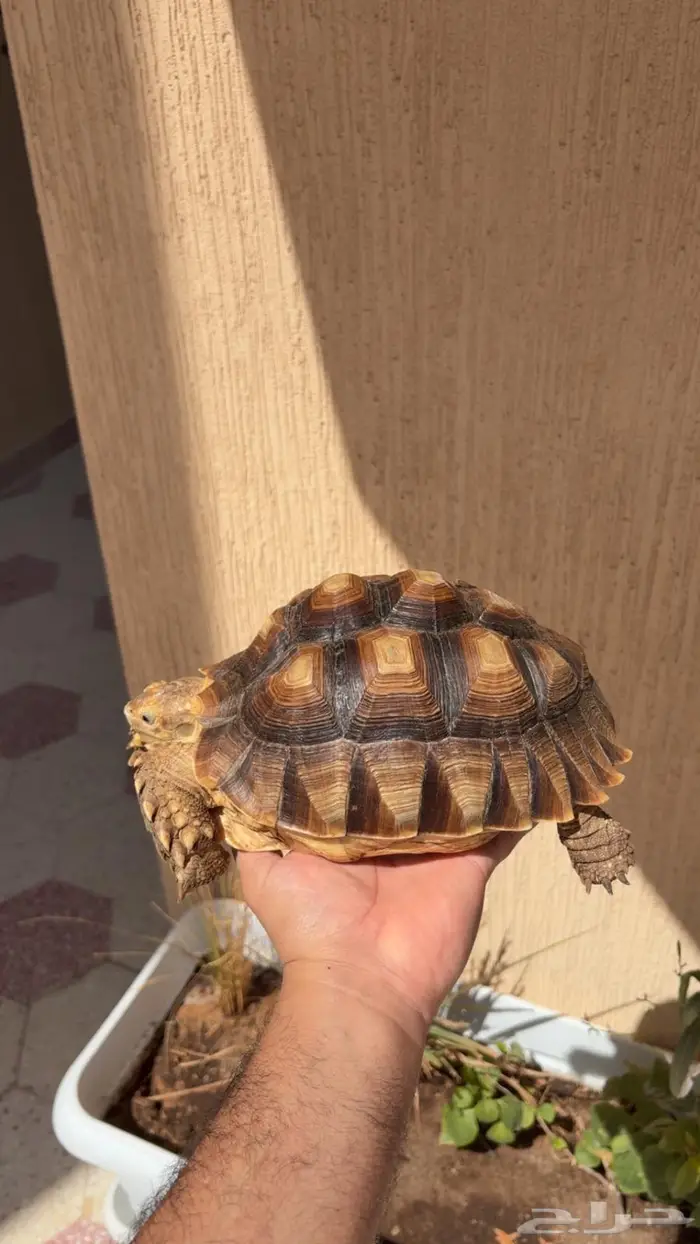 للبيع سلاحف سولكاتا 0