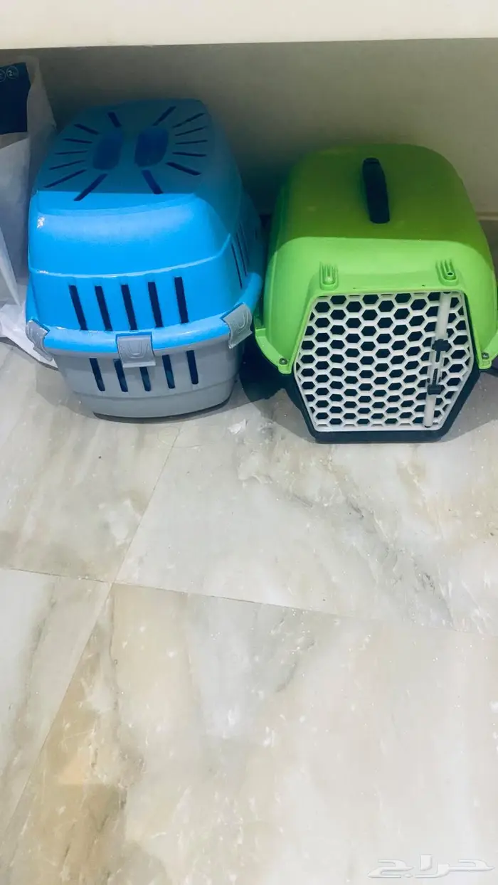 قطوه بريتيش شورت انثى للبيع 5