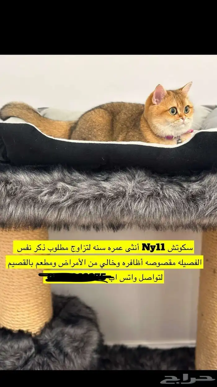 قطه سكوتش انثى للتزاوج بدون مقابل 0