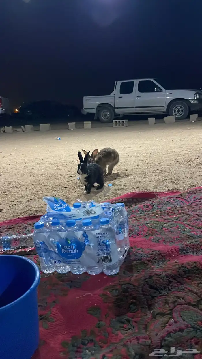 سلام عليكم يوجد لدينا عرض أرانب 2