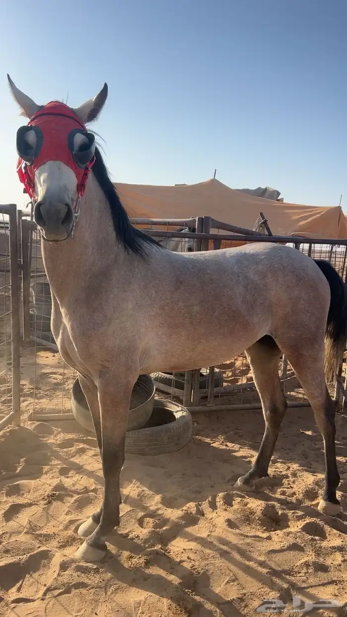 حصان شعبي 0