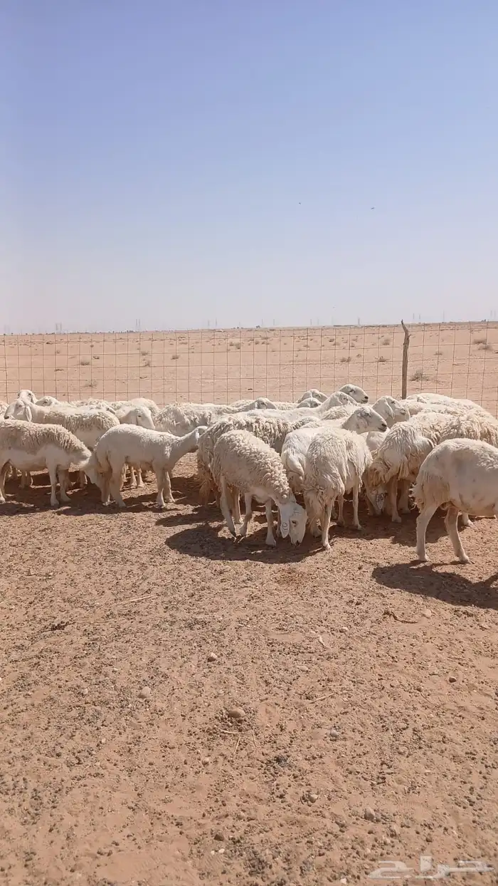 غنم حريات دفيع ومضاريع 2