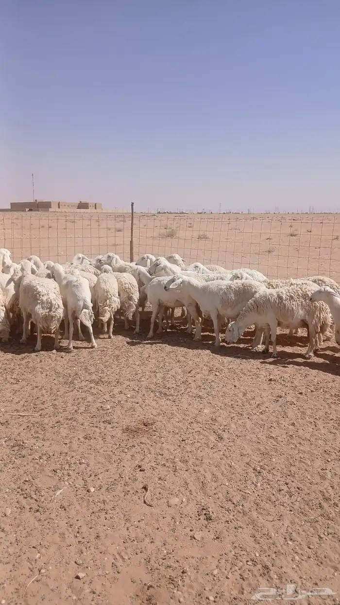 غنم حريات دفيع ومضاريع 1