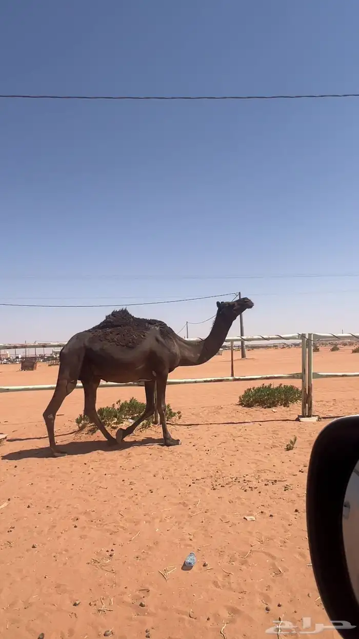 لقحه محهم 1