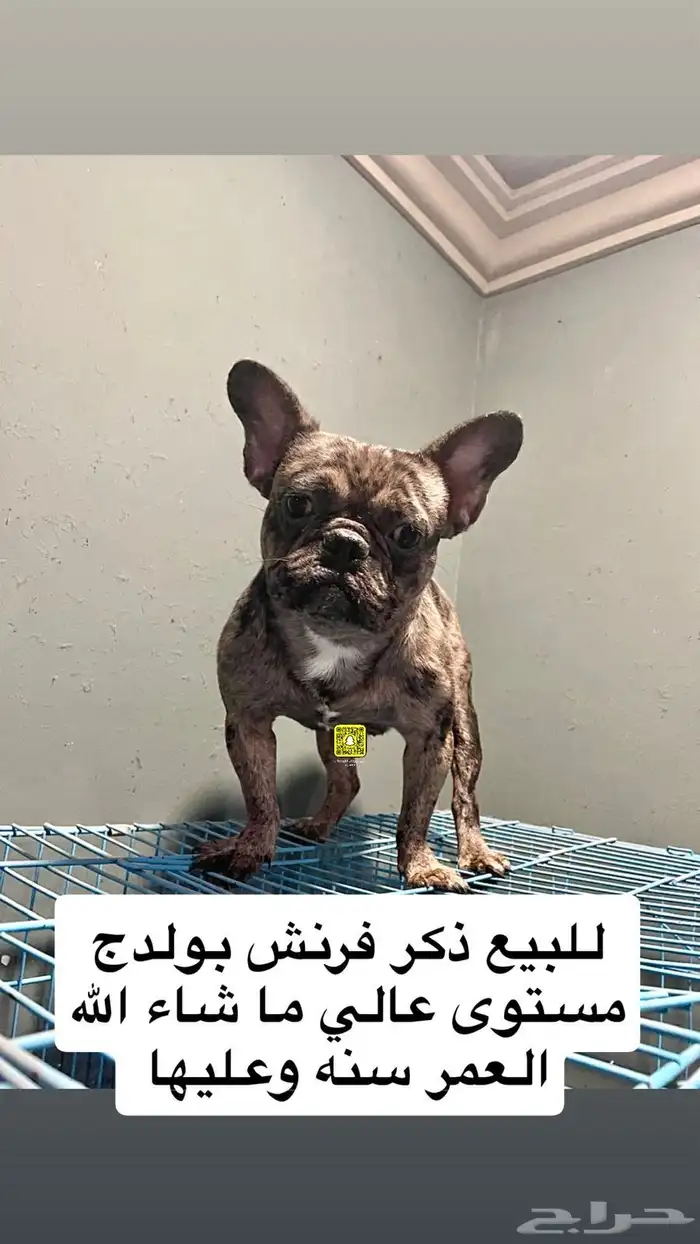 فرنش بولدج مستوى عالي 0